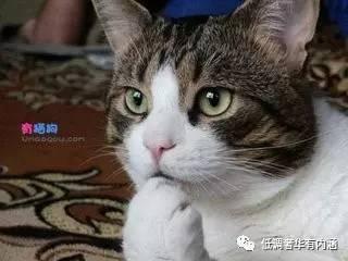 三张鸽子亲吻照片含义